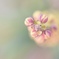 一月に出会った花蕾。