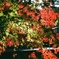 紅葉2