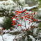 初雪