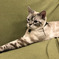猫ちゃん