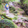 苔道を歩く
