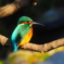 初鳥撮りはカワセミ～！