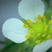 苺の花