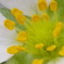苺の花