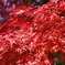 嵐山紅葉