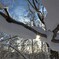 着雪の朝　その２