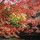 京都八瀬の秋