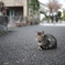 縮こまる