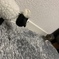 ショーンVSねずみ