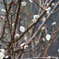 可愛い梅の花