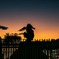 夕凪Sunset ~Seahorse~