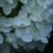 紫陽花