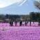 富士芝桜まつり