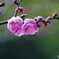 境内の紅梅～ⅴ