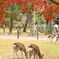 奈良公園