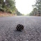 散歩道