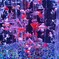 銀座の金魚3