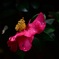 山茶花