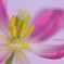 恋の芽生え