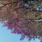 紅葉１