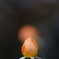 蕾