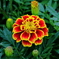 花01