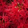 曼珠沙華
