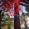 氷川神社と紅葉