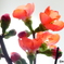 ボケの花ー１