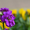 公園散歩　花壇の花