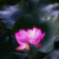 ハスの花