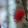 紅い花
