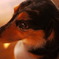 愛犬