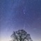 醍醐桜とふたご座流星群