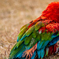アカコンゴウインコ