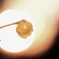 GoldenEye