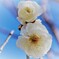 Early Blooming White Plum Ⅱ