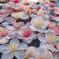 熱海桜