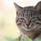 ねこさんぽ