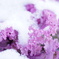 雪を纏って