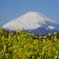 なのはなと富士山