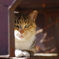 cat_575 ジーっ