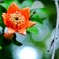 ザクロの花
