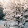 儚き雪化粧