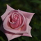 薔薇