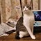 ねこ