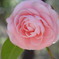 「お花」だけだと普通過ぎるかな