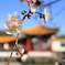 春を探して