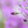 紫色のお花