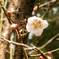 梅の花